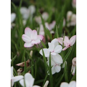 Rhodohypoxis 'The Bride' QP