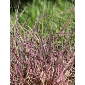 Schizachyrium 'Chameleon'® 5-20 cm QP