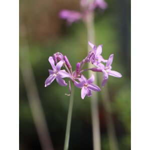 Tulbaghia 'Flamingo' 10-20 cm Ko1l