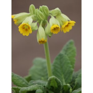 Prvosenka 'Cabrillo Yellow Dark Compact' H9