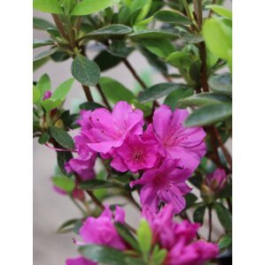 Azalka japonská 'Haruko' 10-20 cm Ko1l