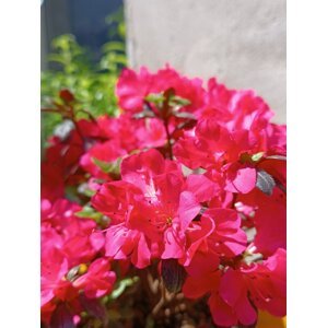 Azalka japonská 'Marushka' 10-30 cm H9