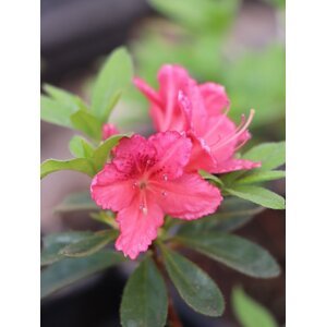Azalka japonská 'Veltrusy' 10-30 cm H9