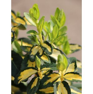 Brslen fortuneův 'Gold Tip' 5-15 cm H9