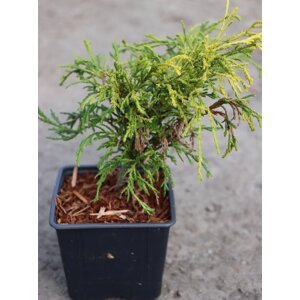 Cypřišek hrachonosný 'Filifera Aurea Nana' 15-20cm H9