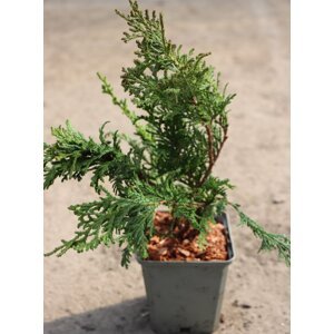 Cypřišek hrachonosný 'Nana' 20-40 cm H9