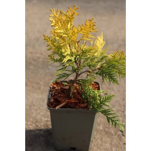 Zerav západní ´Europe Gold´ 5-15 cm H9