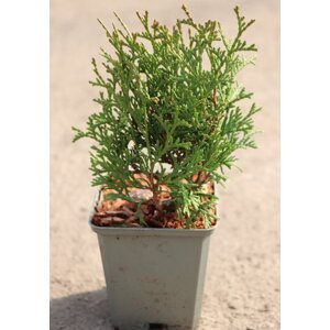 Zerav západní 'Tiny Tim' 5-20 cm H9