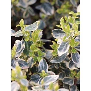 Brslen fortuneův ‘Silver Queen’ 10-20 cm H9