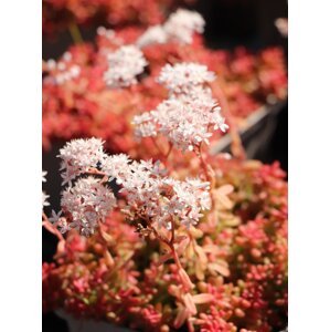 Rozchodník bílý 'Coral Carpet' H9