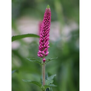 Rozrazil dlouholistý 'First Love' H9