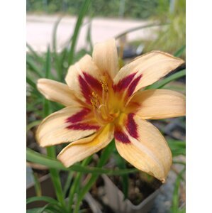 Denivka 'Ageless Beauty' H11