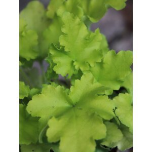 Dlužicha 'Lime Marmalade' H11