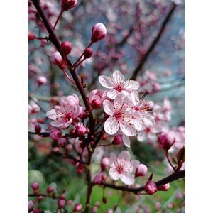Třešeň červenolistá 'Nigra' - sakura 20-40 cm Ko 1,5l