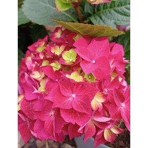 Hortenzie velkolistá 'Magical Red' 10-30 cm Ko1l