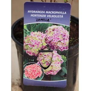 Hortenzie velkolistá ´Camilla´ 10-20 cm Ko 1,5l