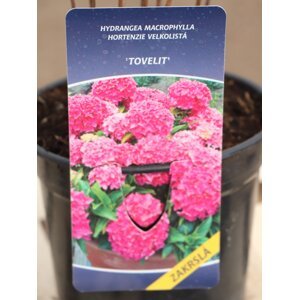 Hortenzie velkolistá ´Tovelit´ 10-20 cm Ko 1,5l