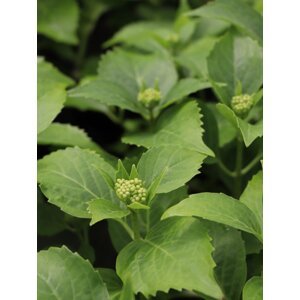 Hortenzie velkolistá ´Tovelit´ 20-50 cm Ko 1,5l