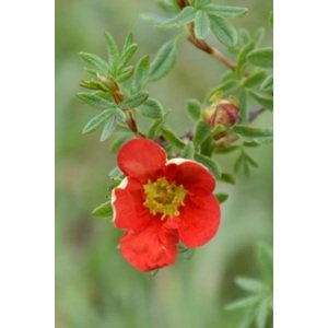 Mochna křovitá 'Marian Red Robin´ 15-20cm Ko 12 cm
