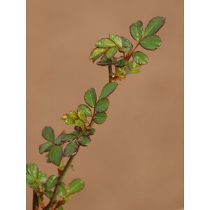 Růže pokryvná 'Dark Fairy´ 5-20 cm Ko 12 cm