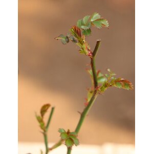 Růže pokryvná 'Matador´ 5-20 cm Ko 12 cm