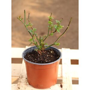Růže ´Pepina´ 5-20 cm Ko 12 cm