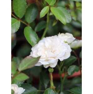 Růže pokryvná 'White Fairy´ 5-20 cm Ko 12 cm