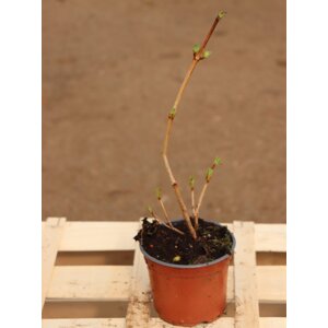 Kalina obecná ´Roseum´ 20-40 cm Ko 12 cm