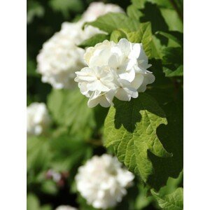Kalina obecná ´Roseum´ 5-15 cm H9