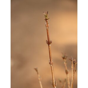 Vajgélie květnatá 'Minuet´ 15-30 cm Ko 12 cm
