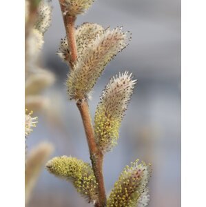 Vrba štíhlopestíkatá ´Mt. Aso´ kmínek 80 cm Ko 2 l