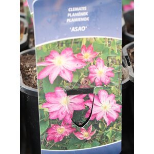 Plamének 'Asao´ 40-60 cm Ko1l