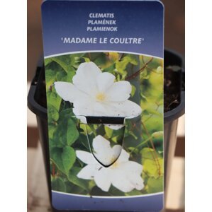 Plamének 'Madame la Coultre´ 40-60 cm Ko1l