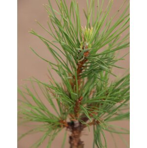 Borovice lesní ´Viridis Compacta´ 5-20 cm H9