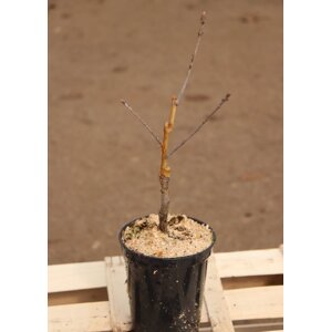 Dub letní ´Argenteo-marginata´ 10-20 cm Ko1l