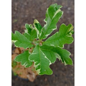 Dub letní ´Argenteo-marginata´ 20-40 cm Ko1l
