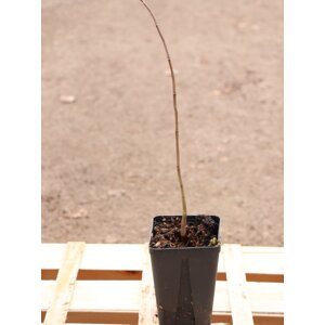 Muďoul trojlaločný - banán severu 10-20 cm H9