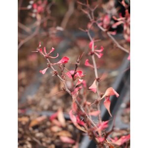 Dřišťál Thunbergův 'Ruby Star´® 10-20 cm QP