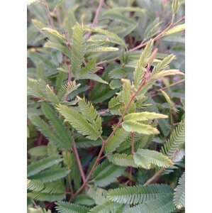 Kaliandra suriamská ´Dixie Pink´ 5-20 cm H9