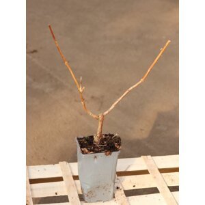 Křivouš/trubač Tagliabuanův ´Madame Galen´ 30-50 cm Ko 2 l