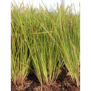 Ostřice ´Prairie Fire´ 15-25 cm QP