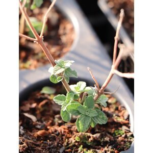 Ořechokřídlec clandonský 'Good as Gold´ 5-15 cm QP