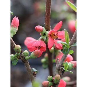 Kdoulovec lahvicovitý 'Rubra´ 10-30 cm QP