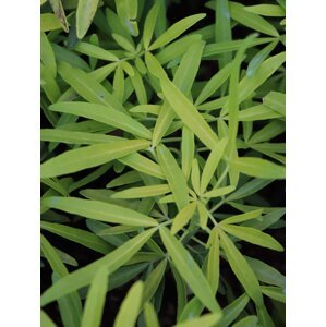 Choisie- Mexický pomerančovník ´Gold Star Lisstar´® 5-15 cm H9