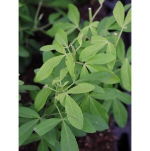 Choisie- Mexický pomerančovník ´Sundance Lich´® 10-20 cm H9