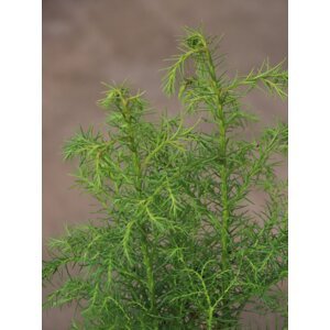 Kryptomérie japonská ´Elegans Viridis´ 30-50 cm H9