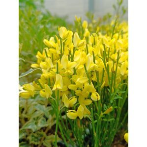 Čilimník časný ´Allgold´ 15-30 cm H9