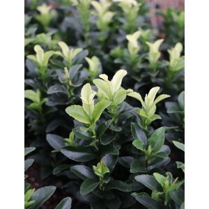 Brslen japonský 'Paloma Blanca´® 10-20 cm QP