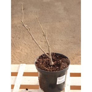 Ibišek syrský 'Eleonore´® 20-40 cm Ko 2 l