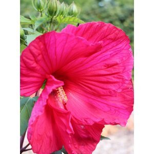 Ibišek bahenní Summerific® ´Midnight Marvel´ 5-10 cm QP